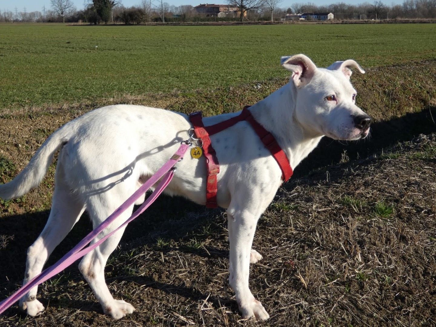 Adotta il cane Filippo a Milano