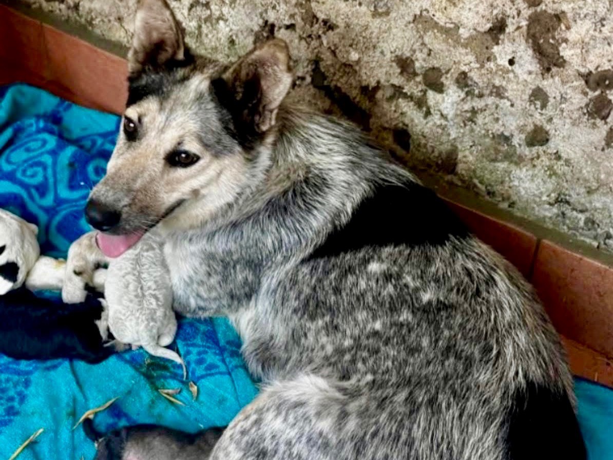Adotta un cane, maschio, 2 mesi, Massa