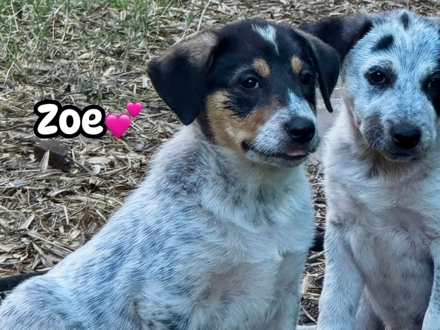 Adozione cane, femmina, Cattle Razza sconosciuta, 2 mesi, taglia grande, Massa