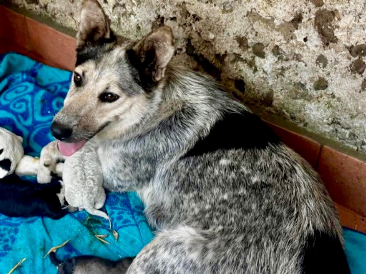 Adotta un cane, maschio, 1 mesi, Massa