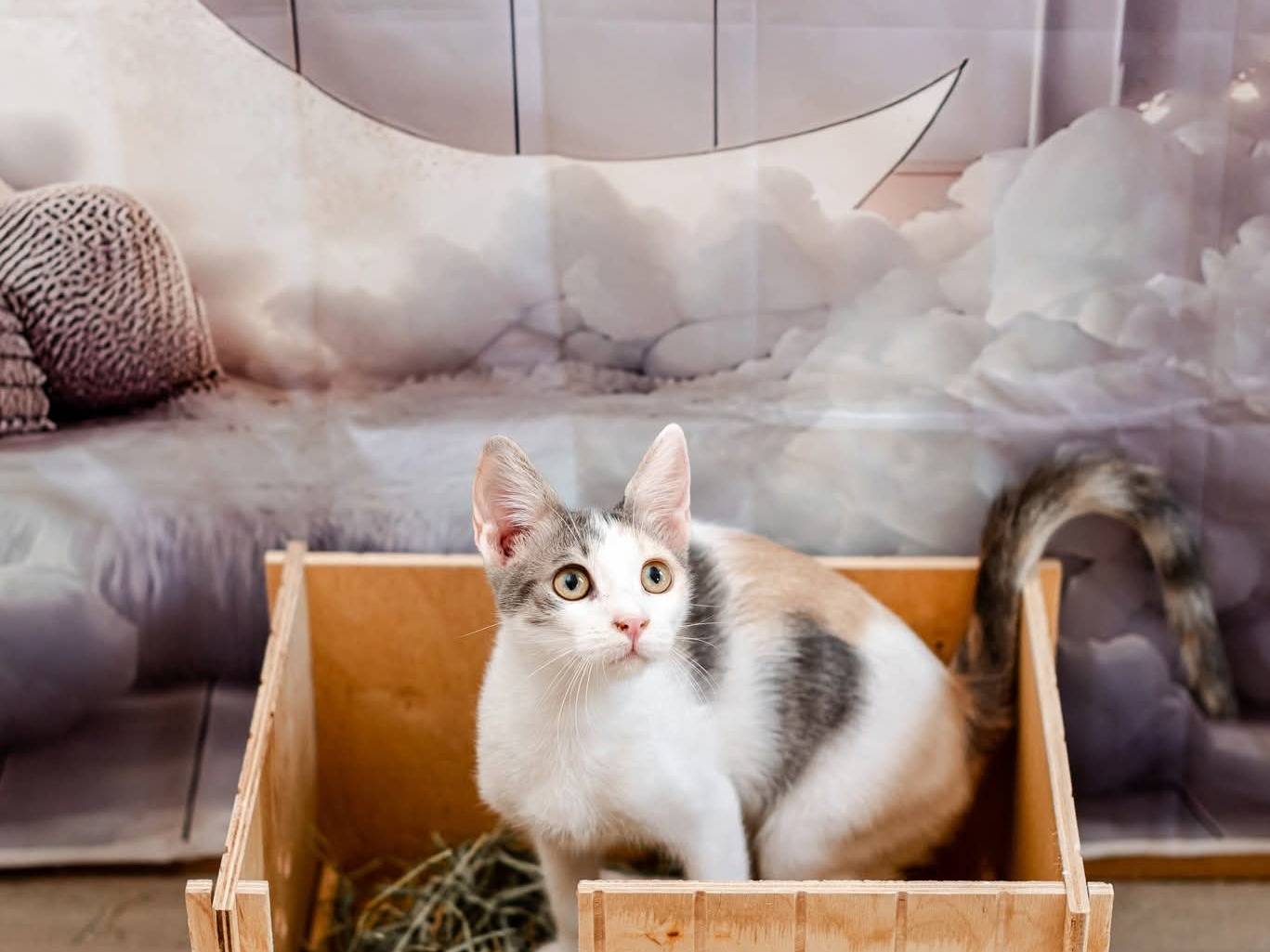 Adozione gatto, femmina, Razza sconosciuta Razza sconosciuta, 5 mesi, taglia non valida, Bari