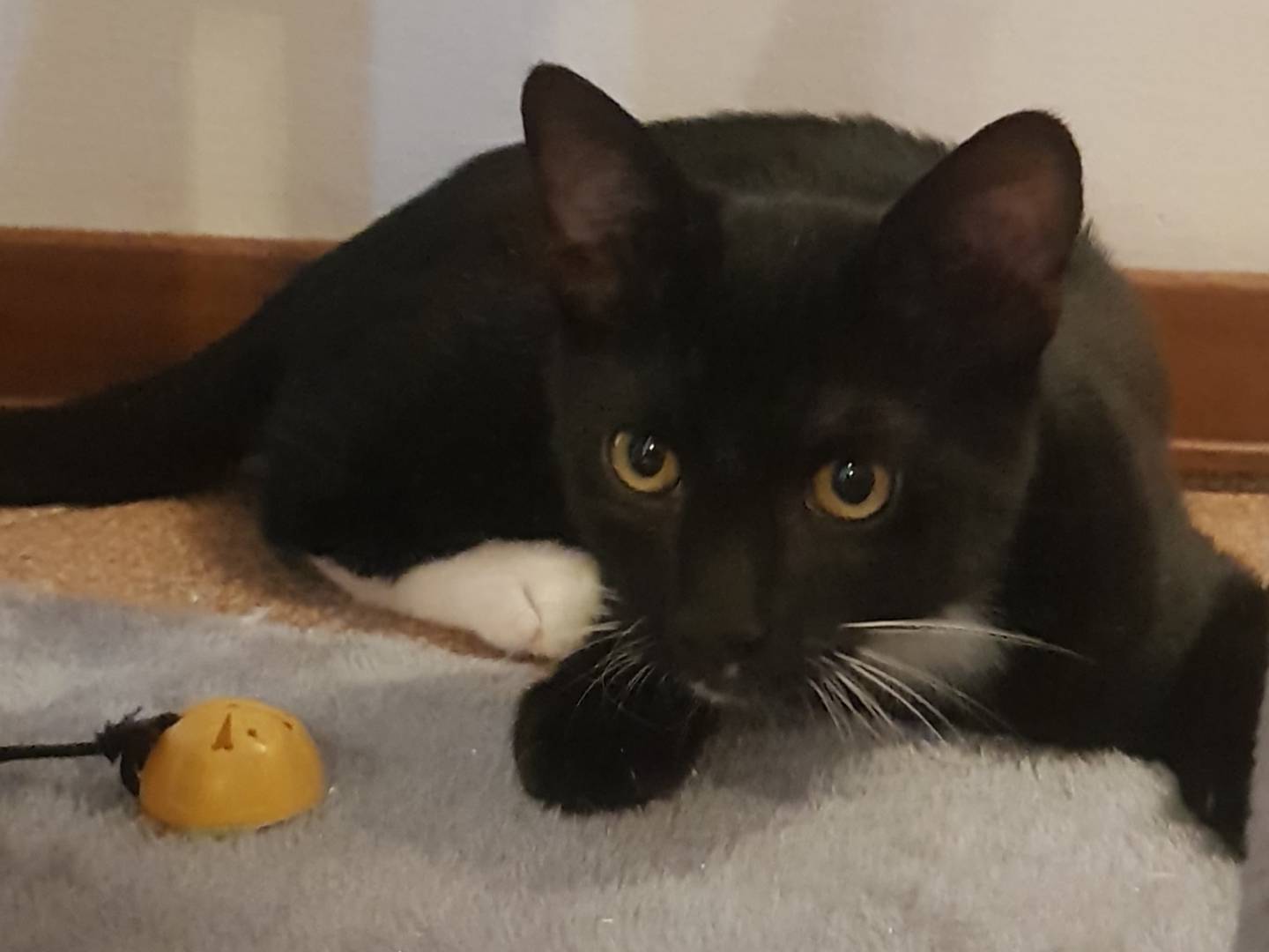 Adozione gatto, maschio, Razza sconosciuta Razza sconosciuta, 4 mesi, taglia non valida, Parma
