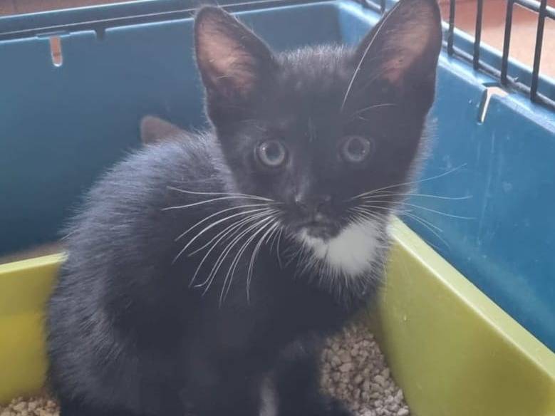 Adotta un gatto, maschio, 4 mesi, Parma