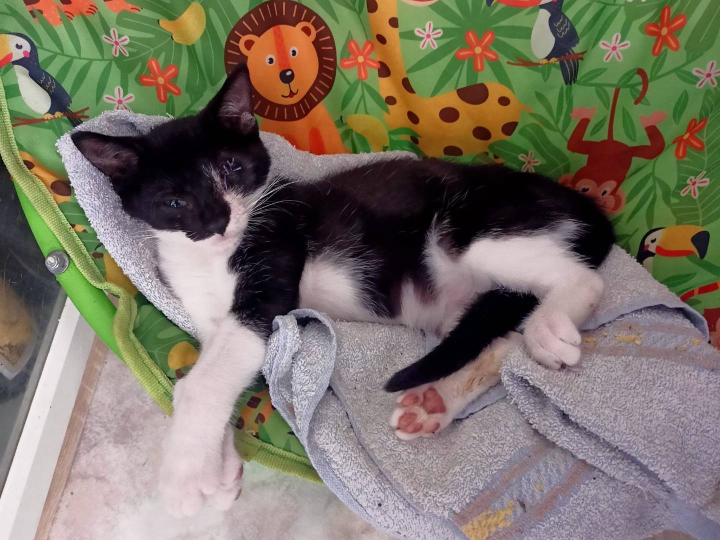 Adozione gatto, maschio, Razza sconosciuta Razza sconosciuta, 2 mesi, taglia non valida, Verona