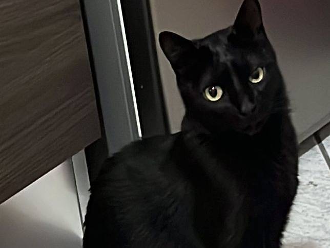 Adotta un gatto, maschio, 5 anni e 8 mesi, Napoli