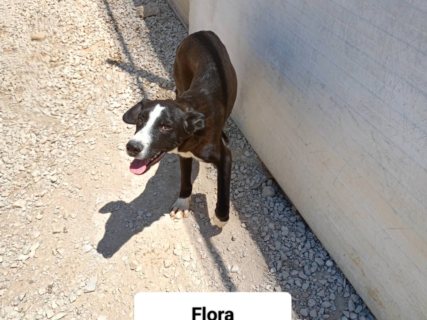 Adozione cane, femmina, Razza sconosciuta Razza sconosciuta, 9 mesi, taglia media, Ragusa