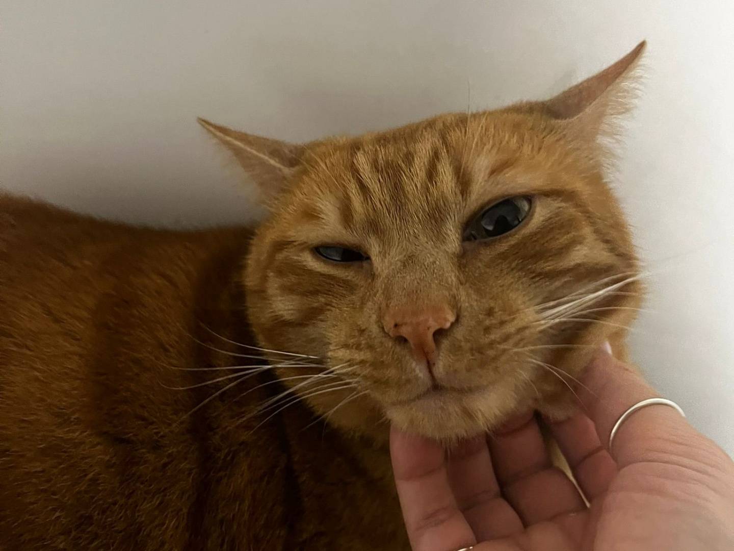 Adozione gatto, maschio, Razza sconosciuta Razza sconosciuta, 4 anni e 8 mesi, taglia non valida, Napoli