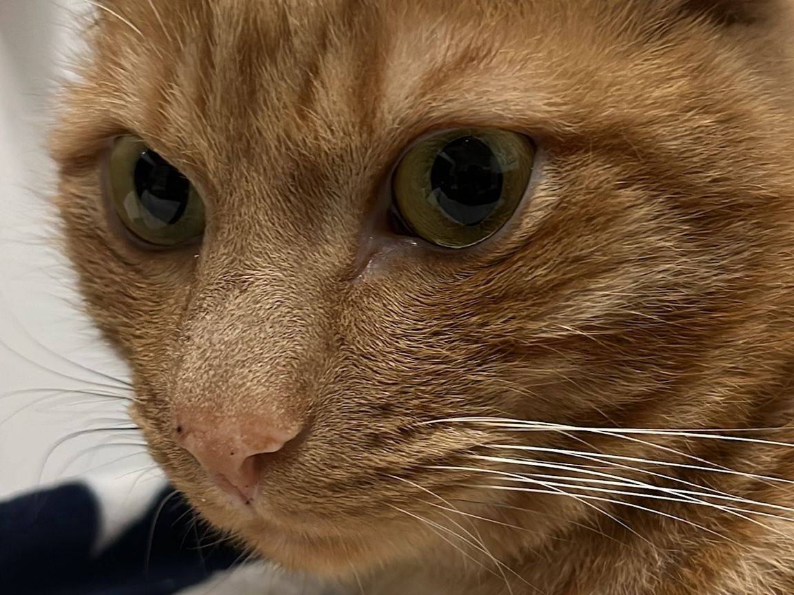 Adotta un gatto, maschio, 4 anni e 8 mesi, Napoli