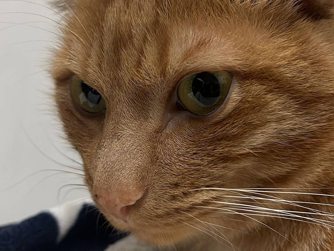 Adotta un gatto, taglia non valida, maschio, Napoli