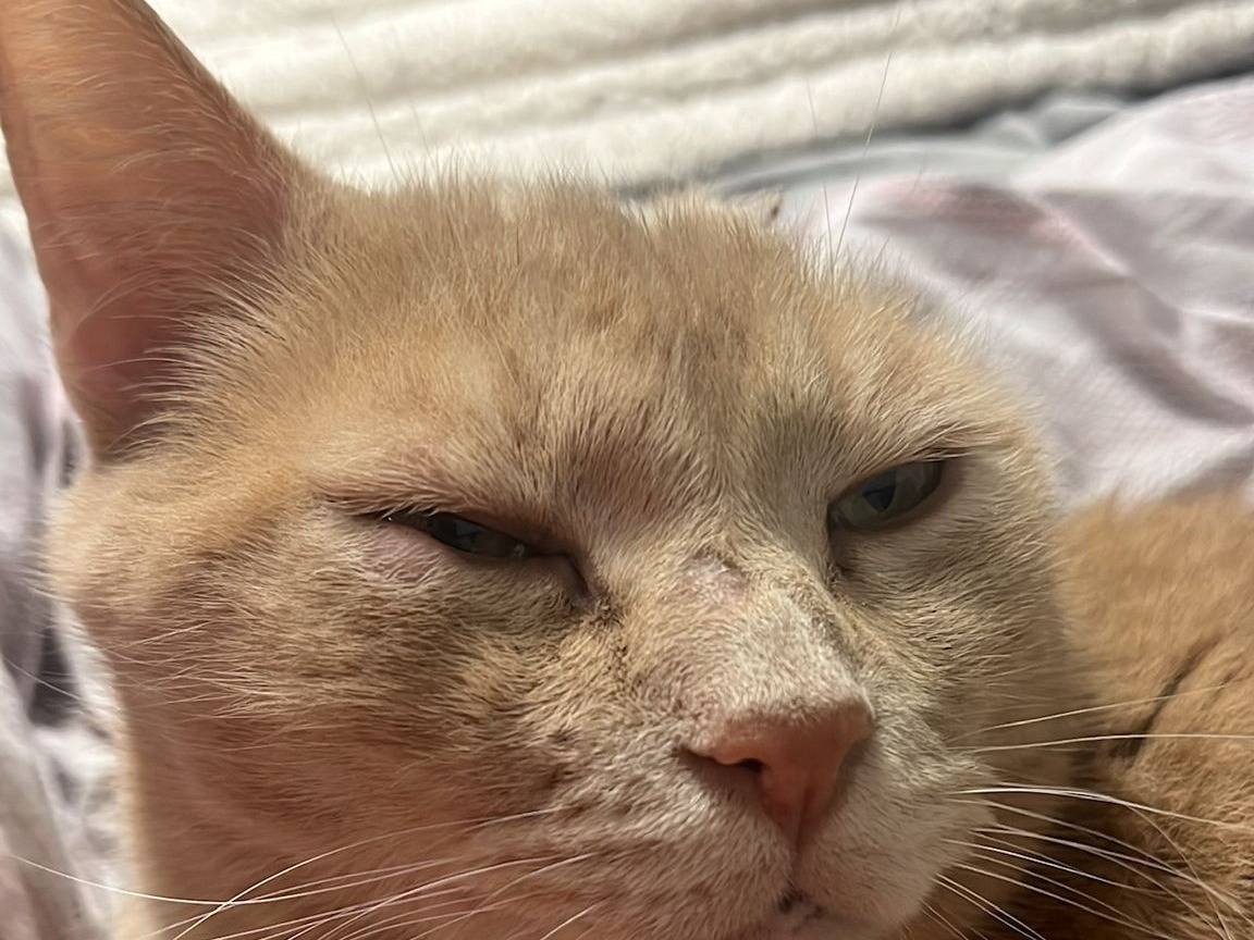 Adotta un gatto, maschio, 7 anni e 8 mesi, Napoli