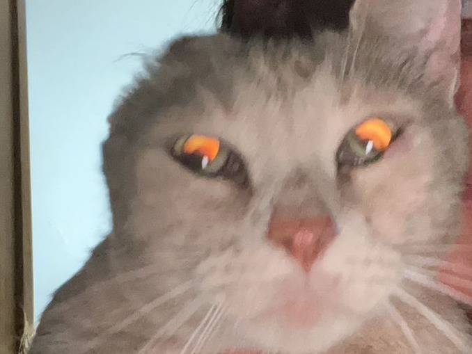 Adotta un gatto, taglia non valida, maschio, Napoli