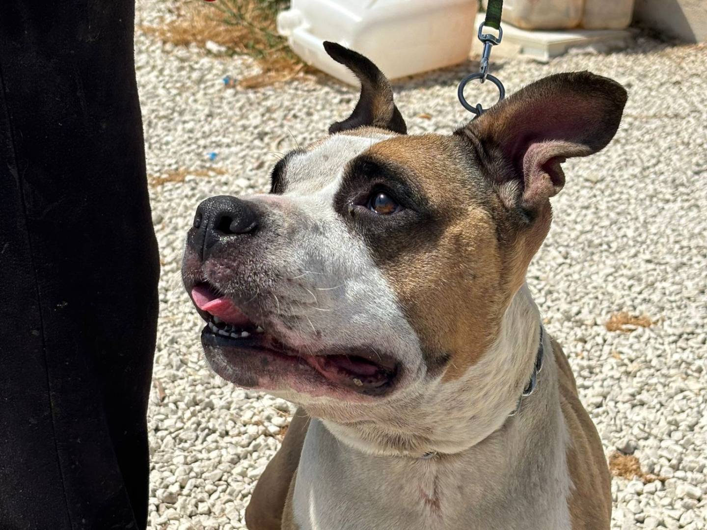 Adotta un cane, femmina, 3 anni e 6 mesi, Ragusa
