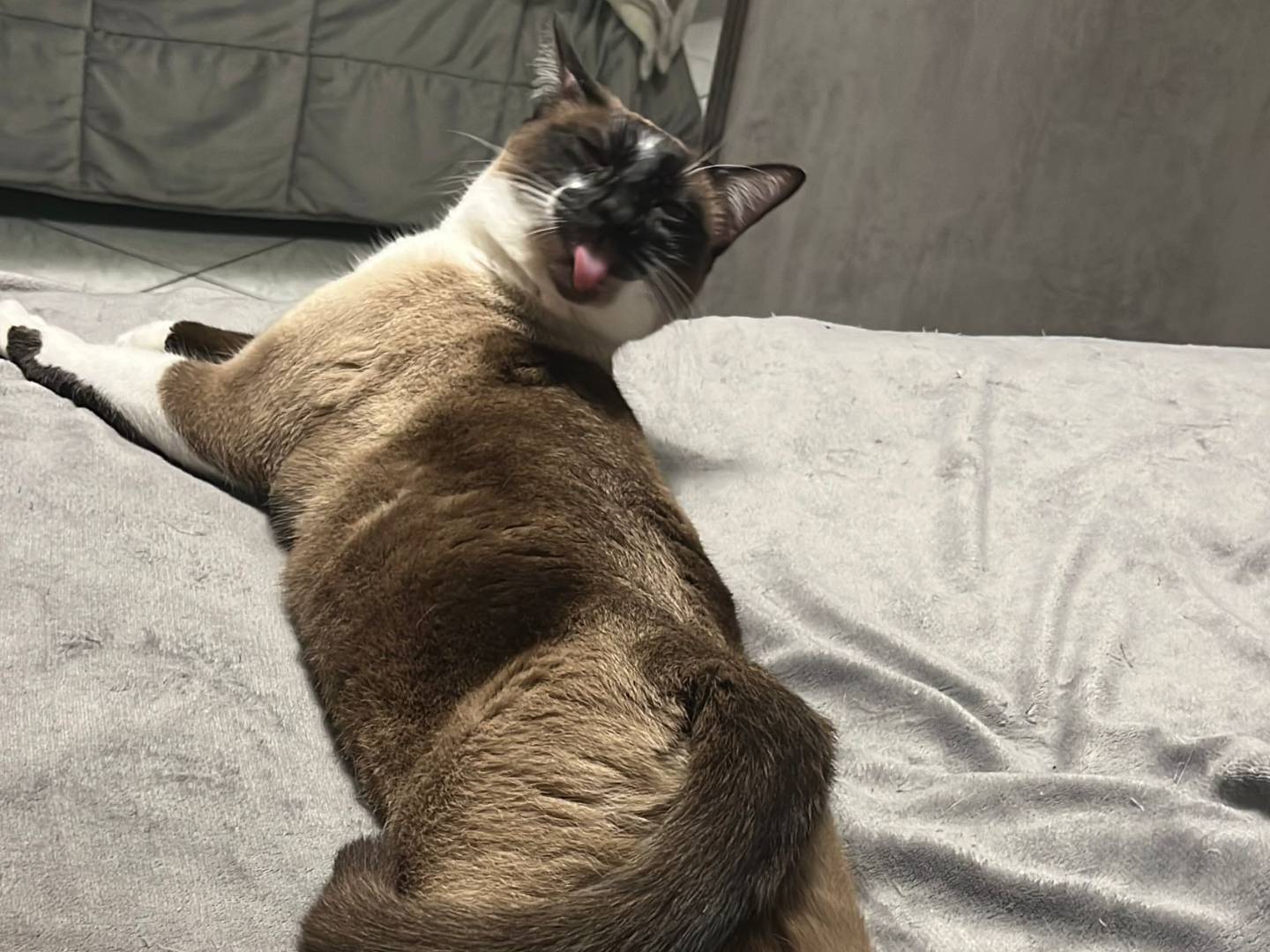 Adozione gatto, femmina, Razza sconosciuta Razza sconosciuta, 3 anni e 8 mesi, taglia non valida, Napoli