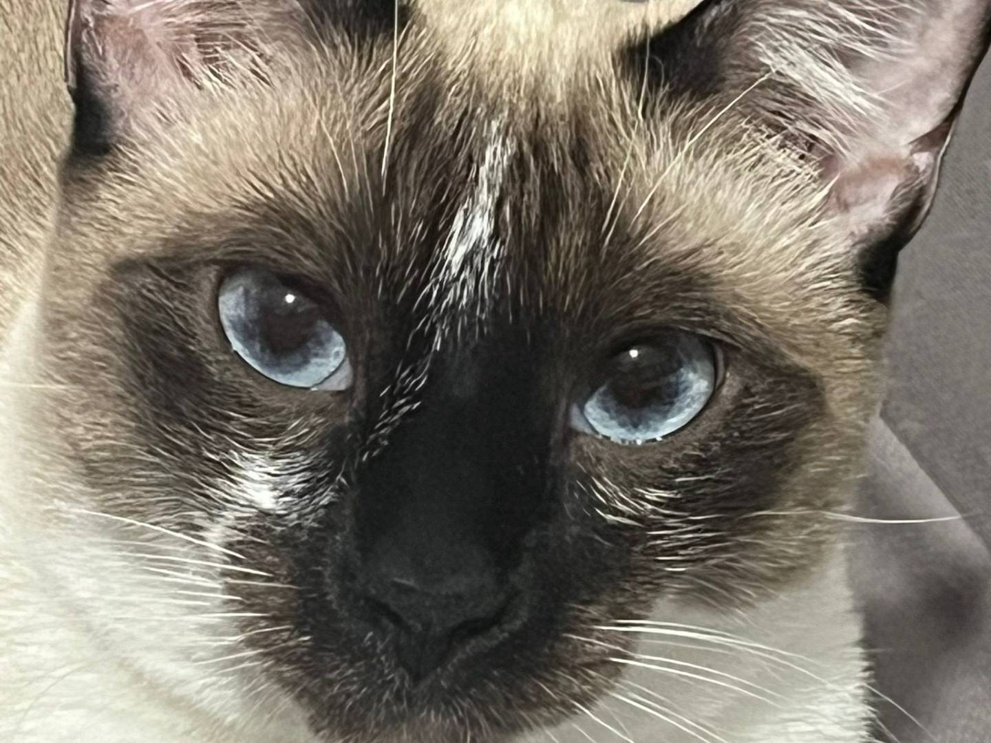 Adotta un gatto, femmina, 3 anni e 8 mesi, Napoli