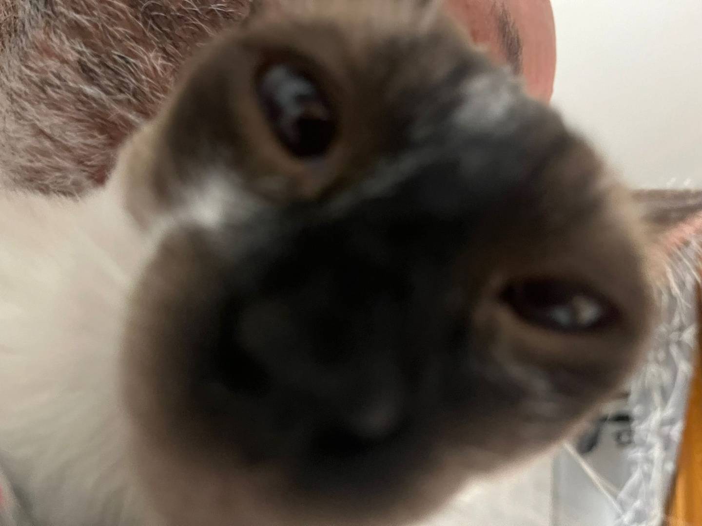 Adotta un gatto, taglia non valida, femmina, Napoli