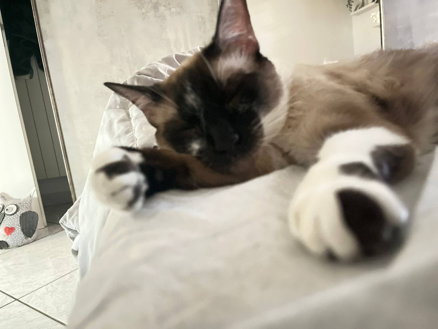Vuoi adottare un gatto a Napoli?