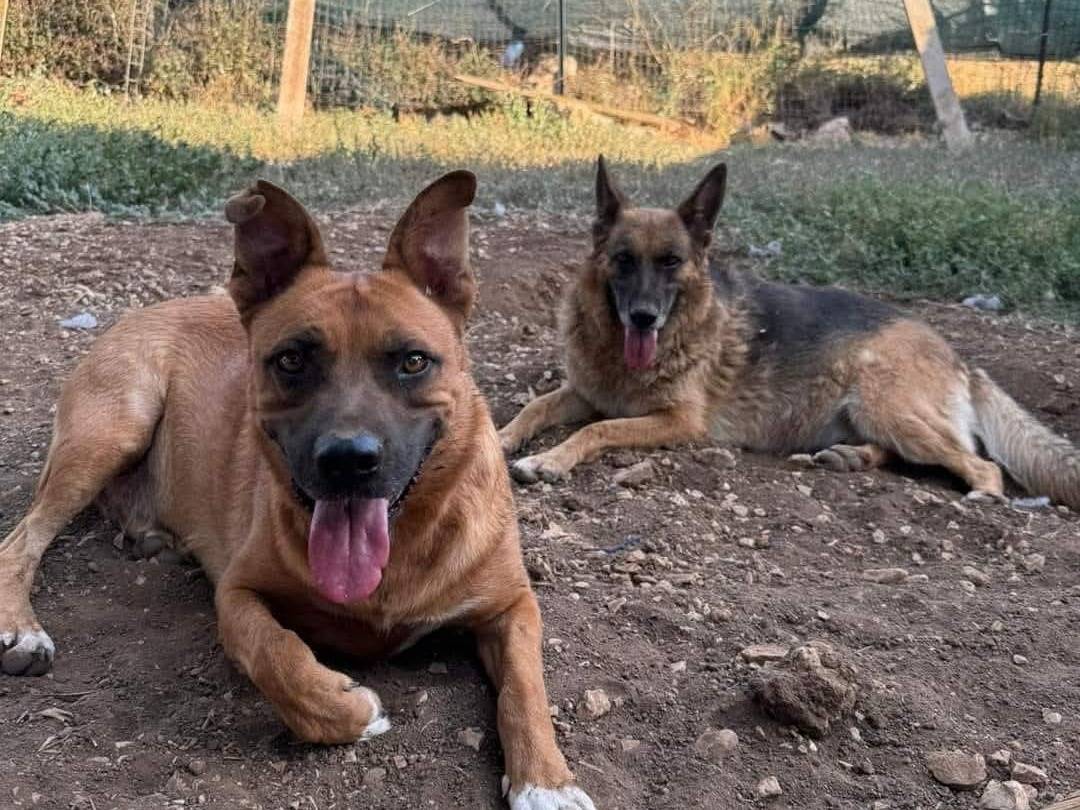 Adozione cane, femmina, Pastore tedesco Pitbull, 6 anni e 8 mesi, taglia media, Bari