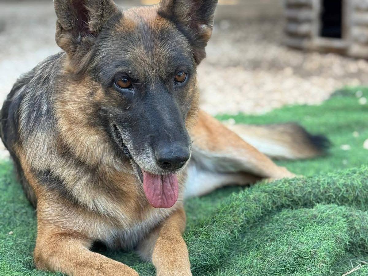 Adotta un cane, femmina, 6 anni e 8 mesi, Bari