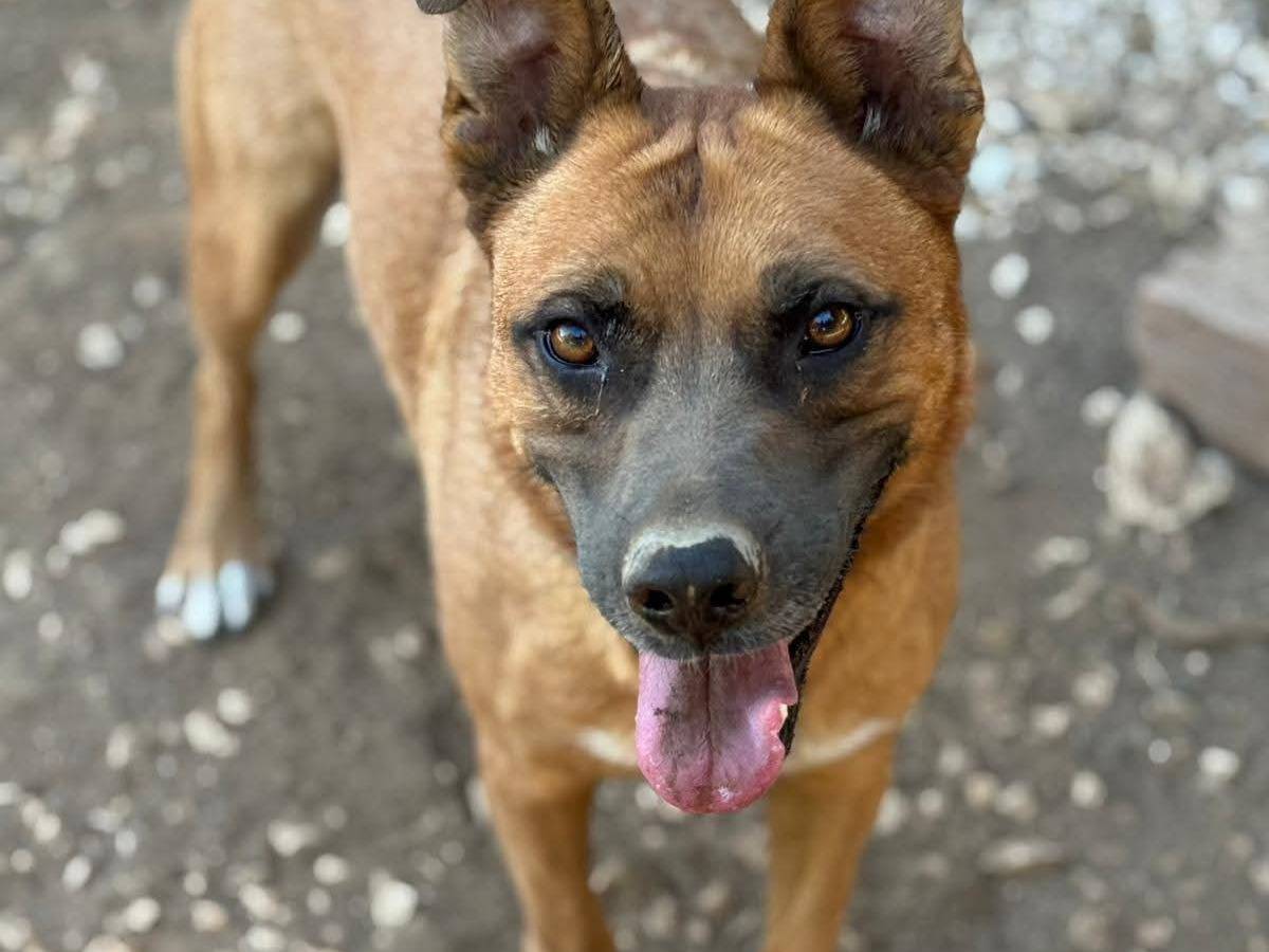 Adotta un cane, taglia media, femmina, Bari
