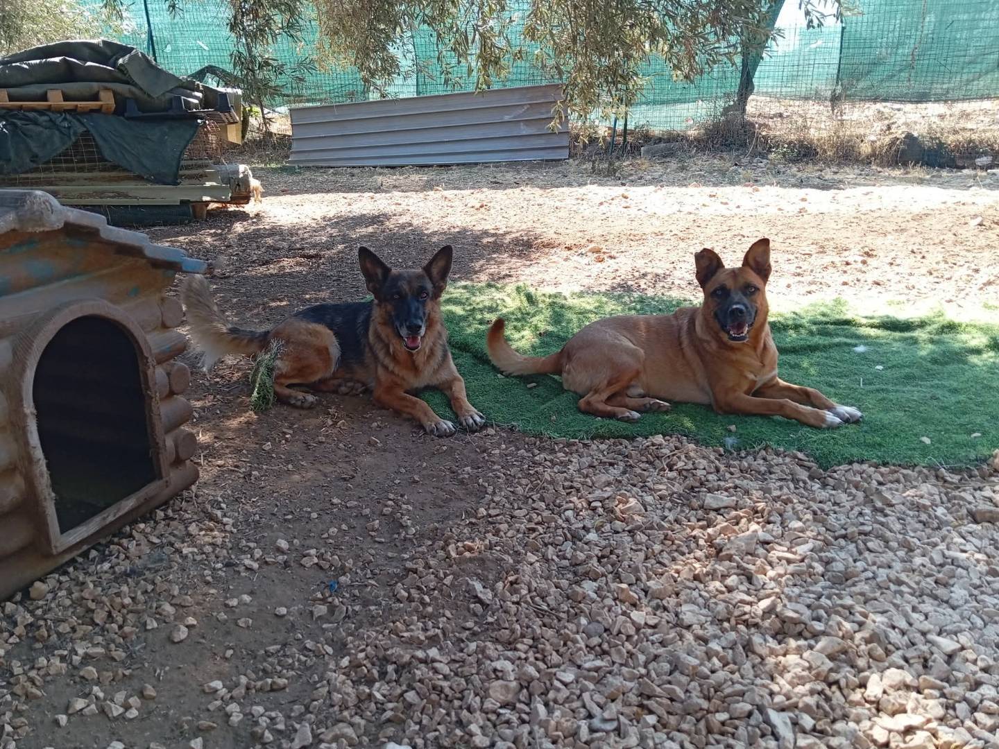 Vuoi adottare un cane a Bari?