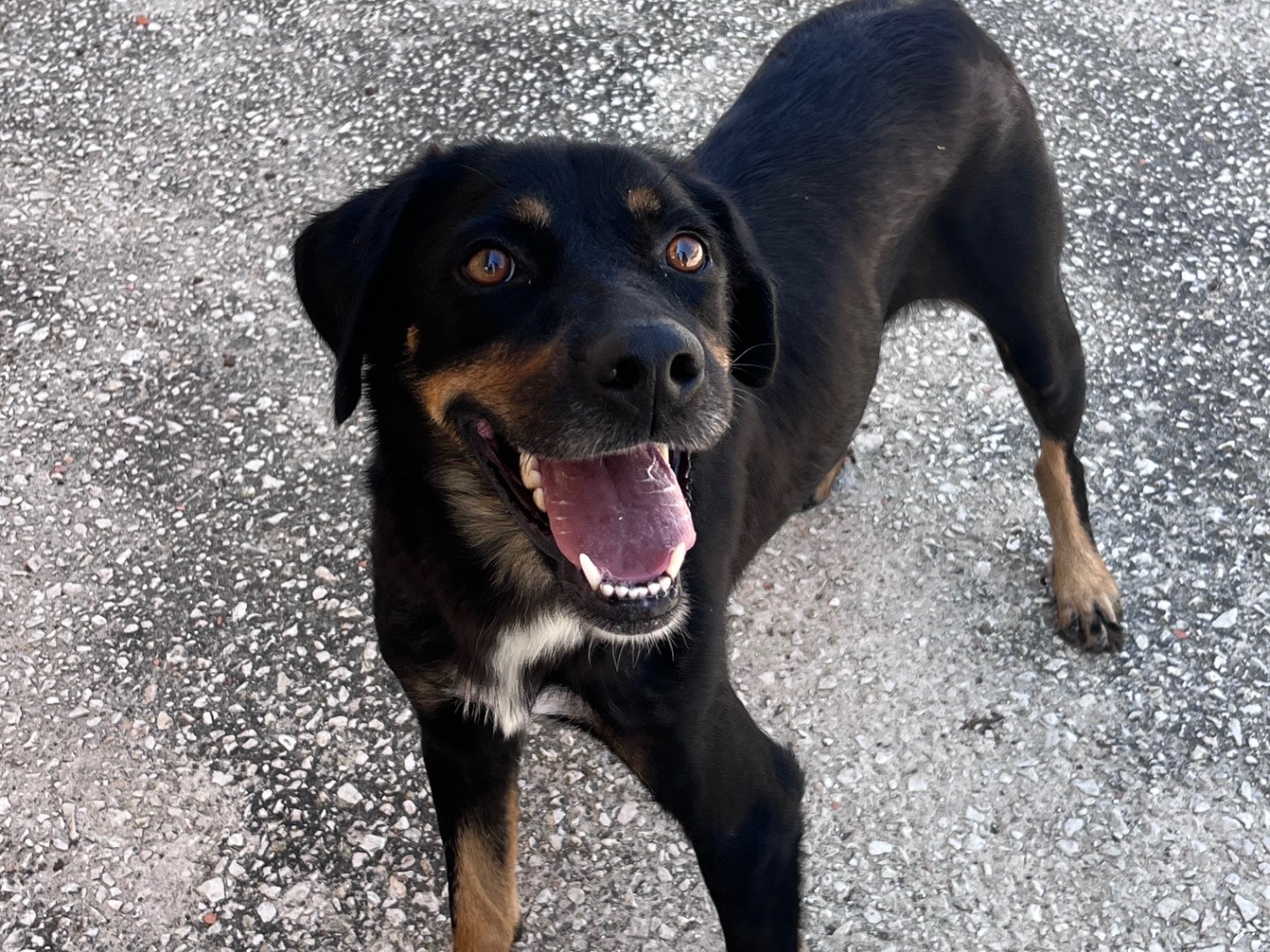 Adotta un cane, femmina, 2 anni e 1 mese, Torino