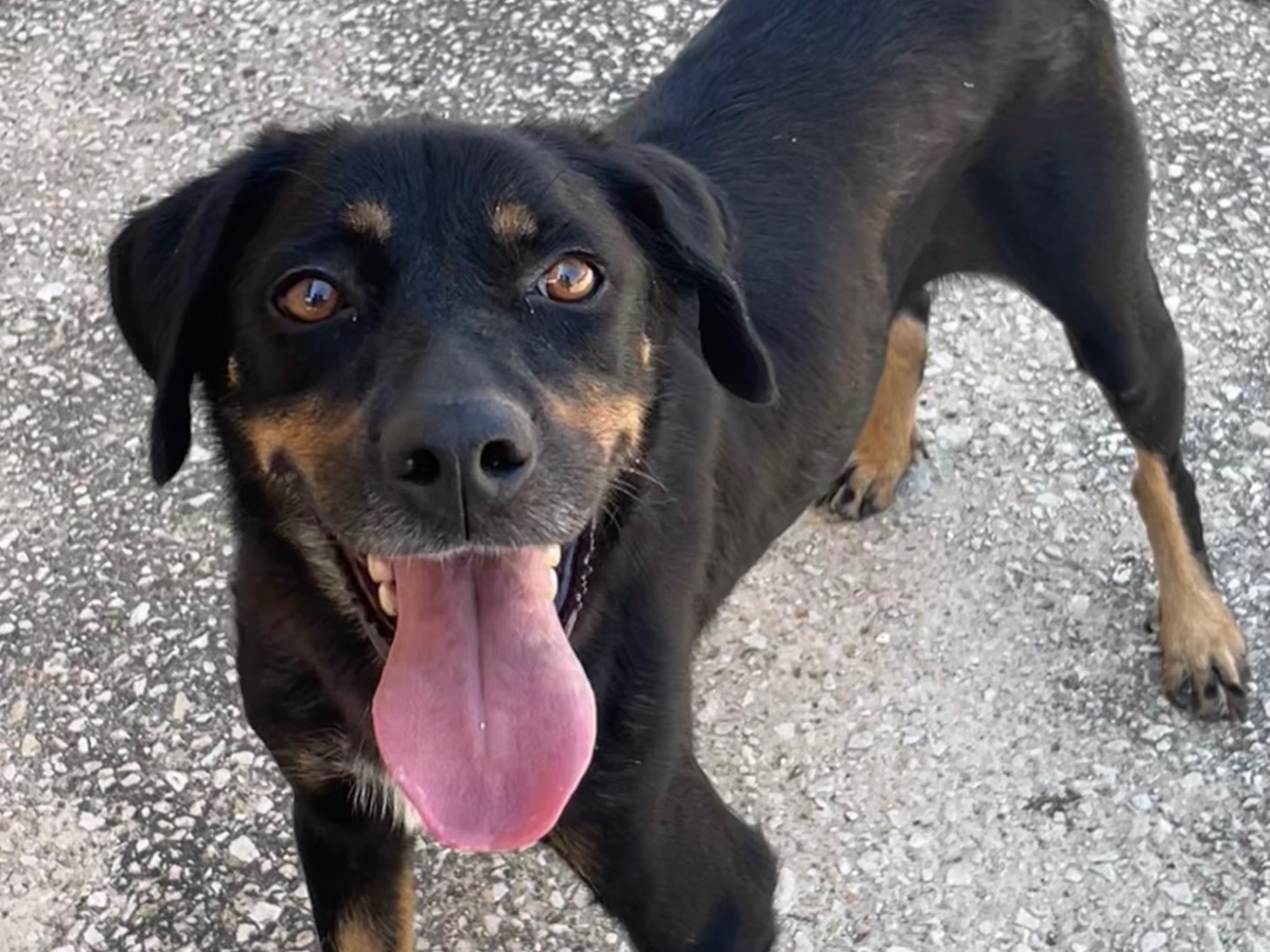 Adotta un cane, taglia media, femmina, Torino