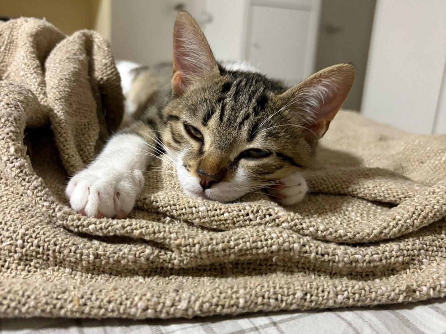 Adozione gatto, maschio, Razza sconosciuta Razza sconosciuta, 3 mesi, taglia non valida, Brescia