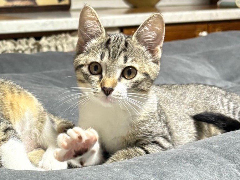 Adotta un gatto, maschio, 3 mesi, Brescia