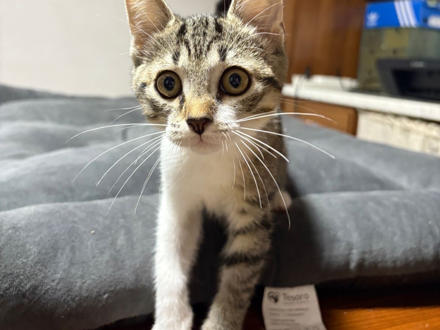 Adozione gatto, maschio, Razza sconosciuta Razza sconosciuta, 3 mesi, taglia non valida, Brescia