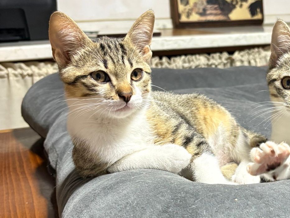 Adotta un gatto, maschio, 3 mesi, Brescia