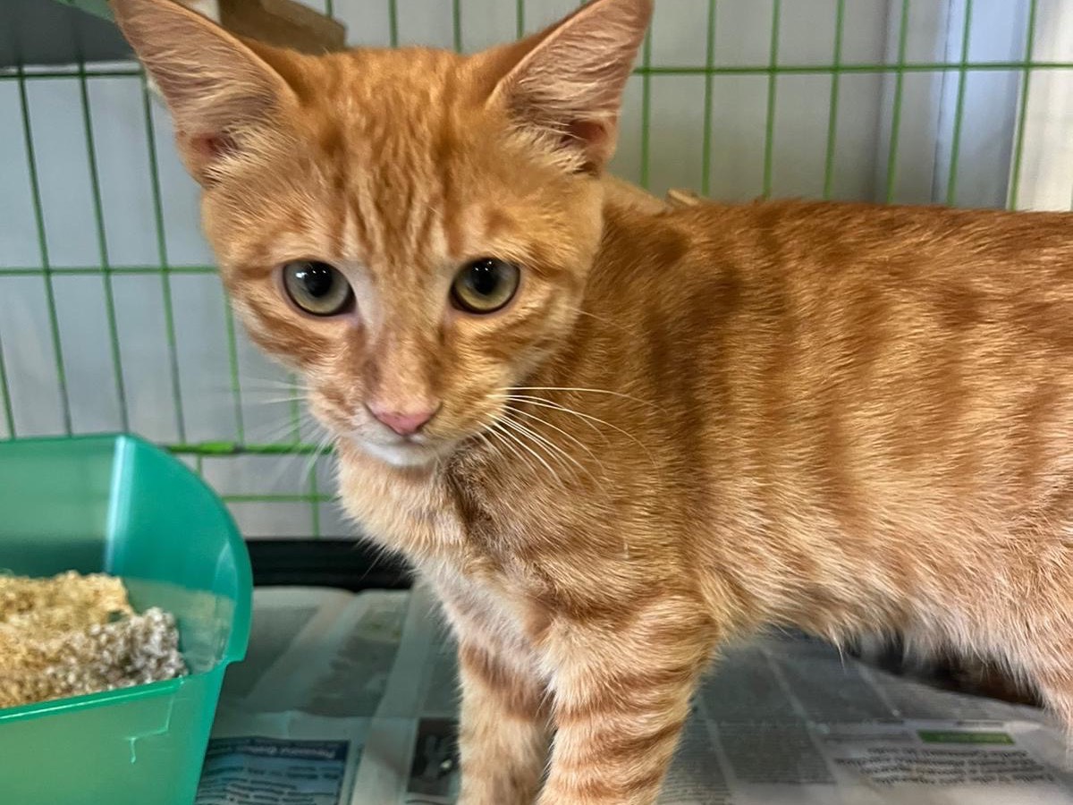 Adozione gatto, maschio, Razza sconosciuta Razza sconosciuta, 4 mesi, taglia non valida, Brescia