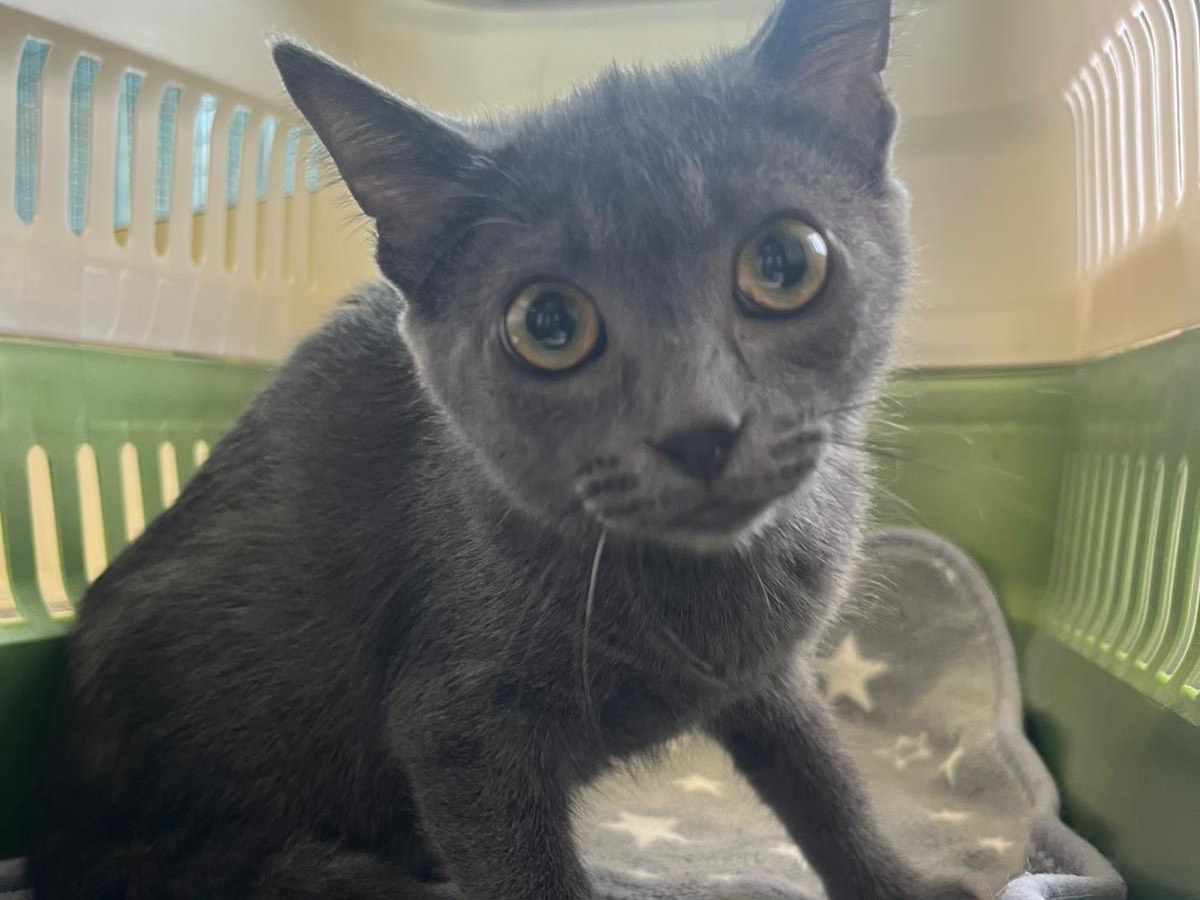 Adozione gatto, femmina, Razza sconosciuta Razza sconosciuta, 3 mesi, taglia non valida, Brescia