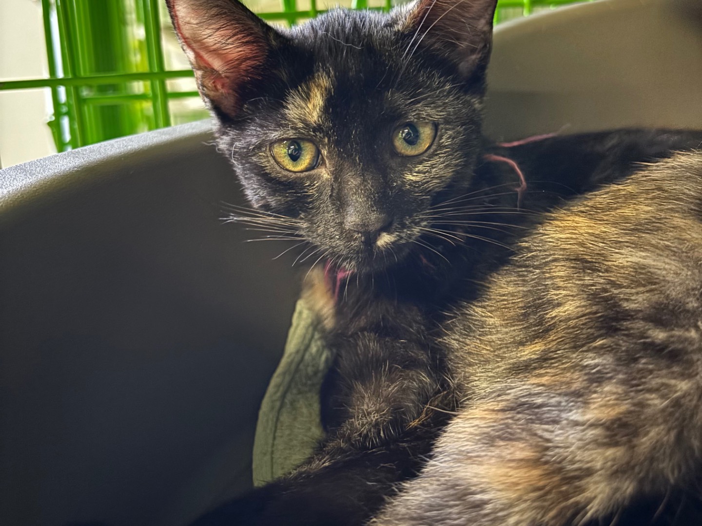 Adozione gatto, femmina, Razza sconosciuta Razza sconosciuta, 3 mesi, taglia non valida, Brescia
