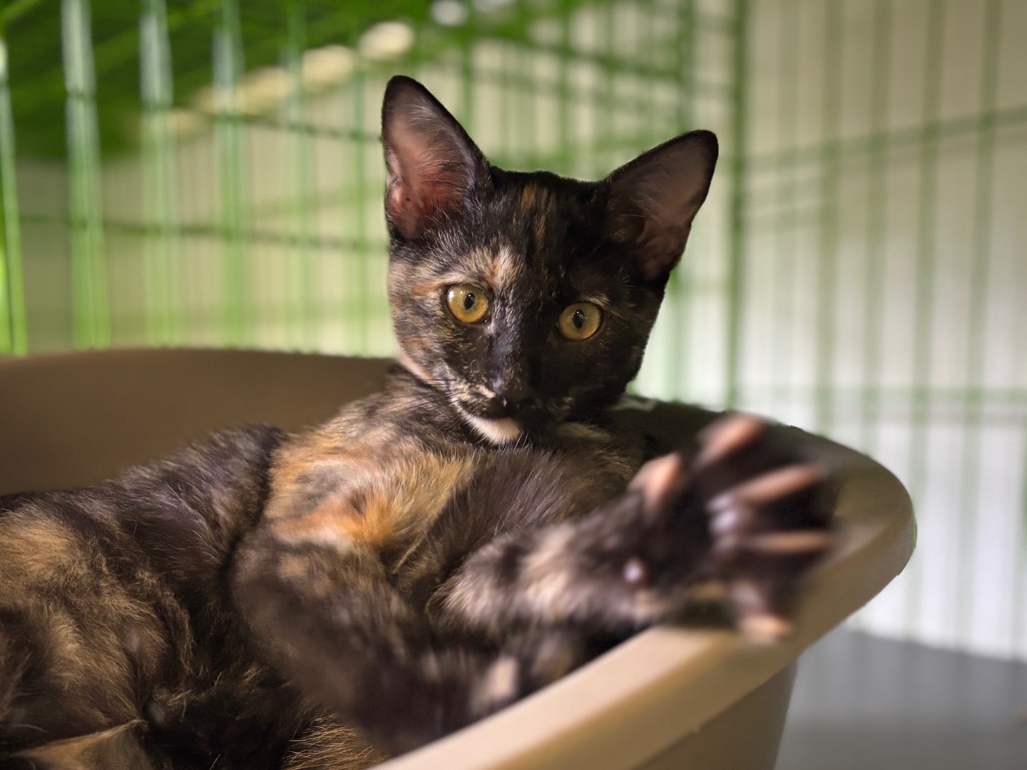 Adozione gatto, femmina, Razza sconosciuta Razza sconosciuta, 3 mesi, taglia non valida, Brescia