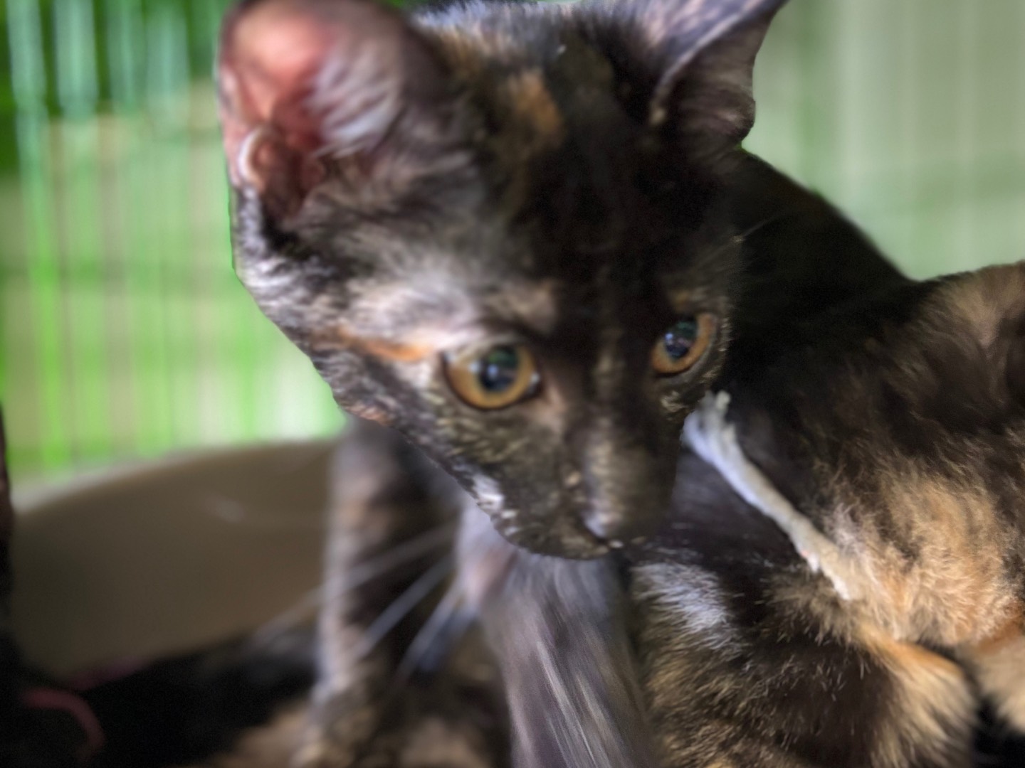 Adozione gatto, femmina, Razza sconosciuta Razza sconosciuta, 3 mesi, taglia non valida, Brescia