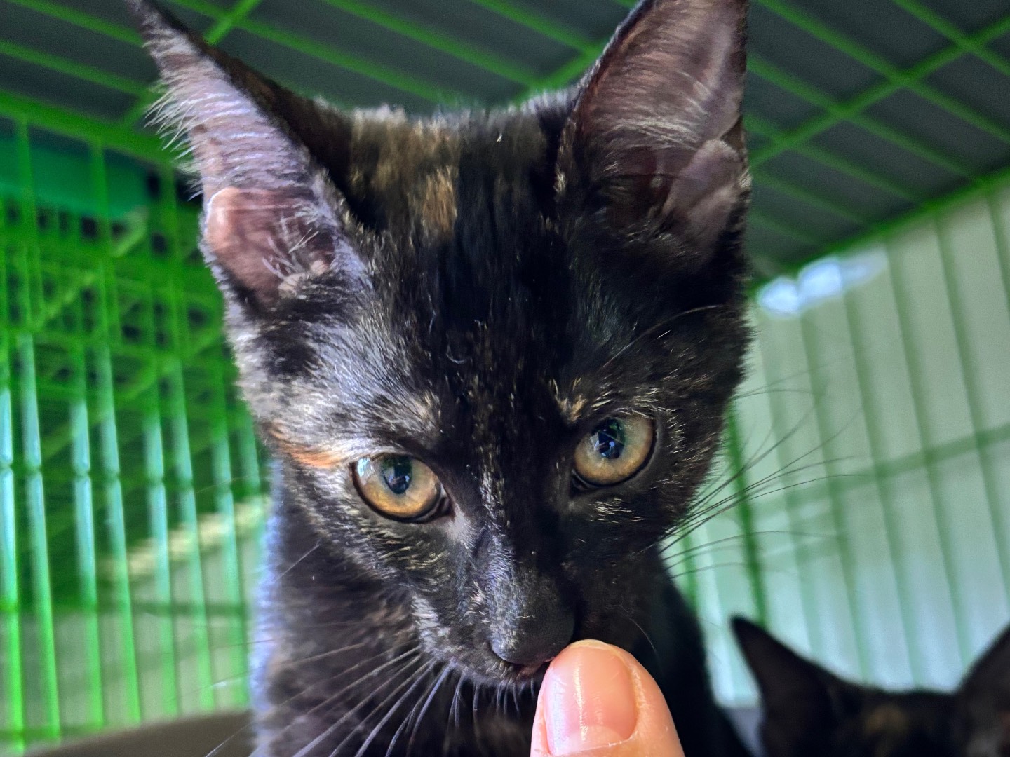 Adotta un gatto, femmina, 3 mesi, Brescia