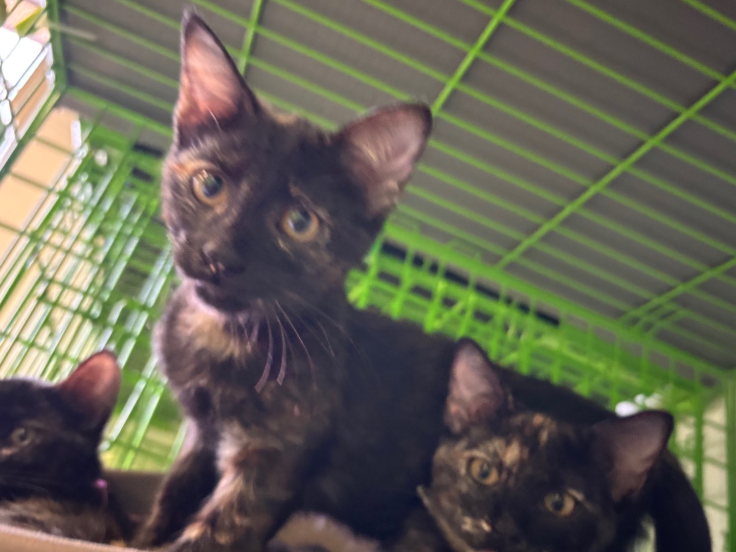 Adotta un gatto, taglia non valida, femmina, Brescia
