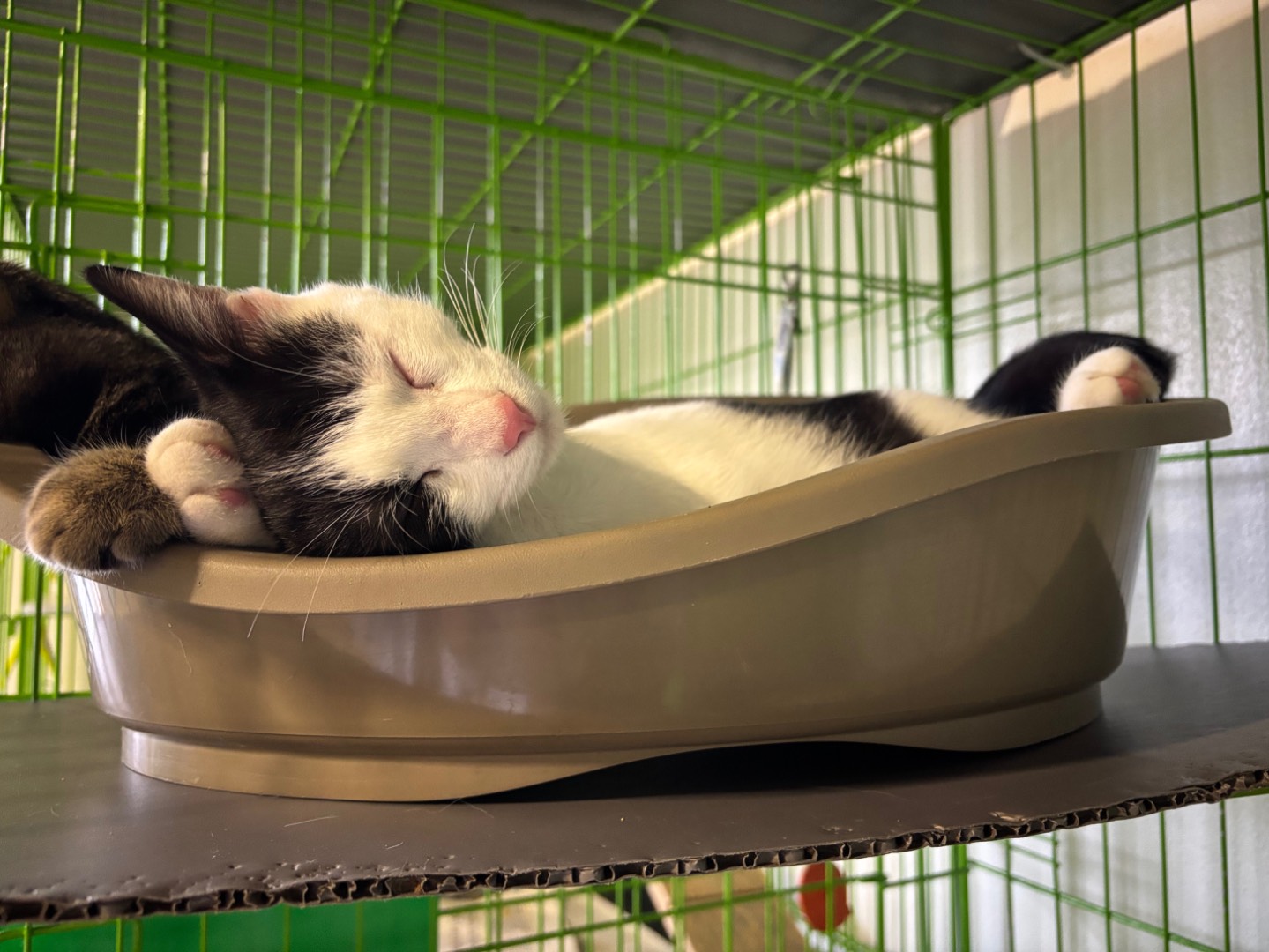 Adozione gatto, maschio, Razza sconosciuta Razza sconosciuta, 5 mesi, taglia non valida, Brescia