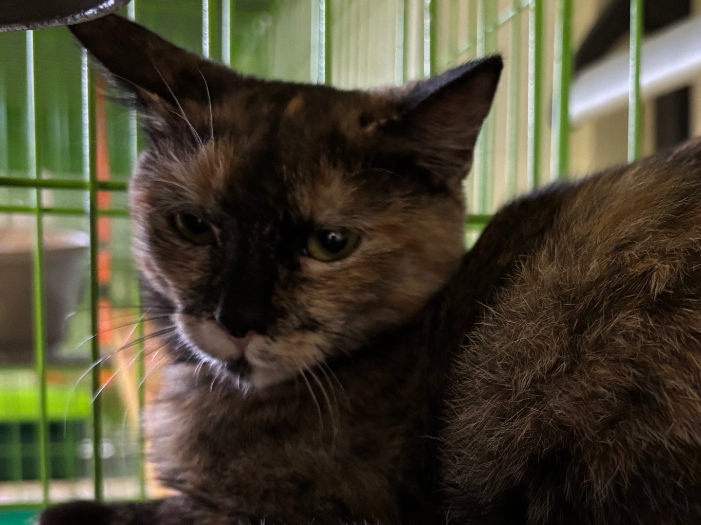 Adozione gatto, femmina, Razza sconosciuta Razza sconosciuta, 4 mesi, taglia non valida, Brescia