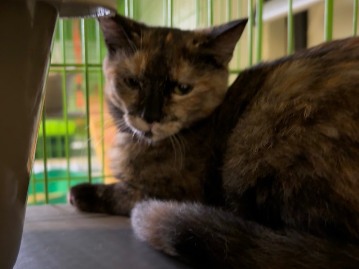 Adotta un gatto, femmina, 4 mesi, Brescia