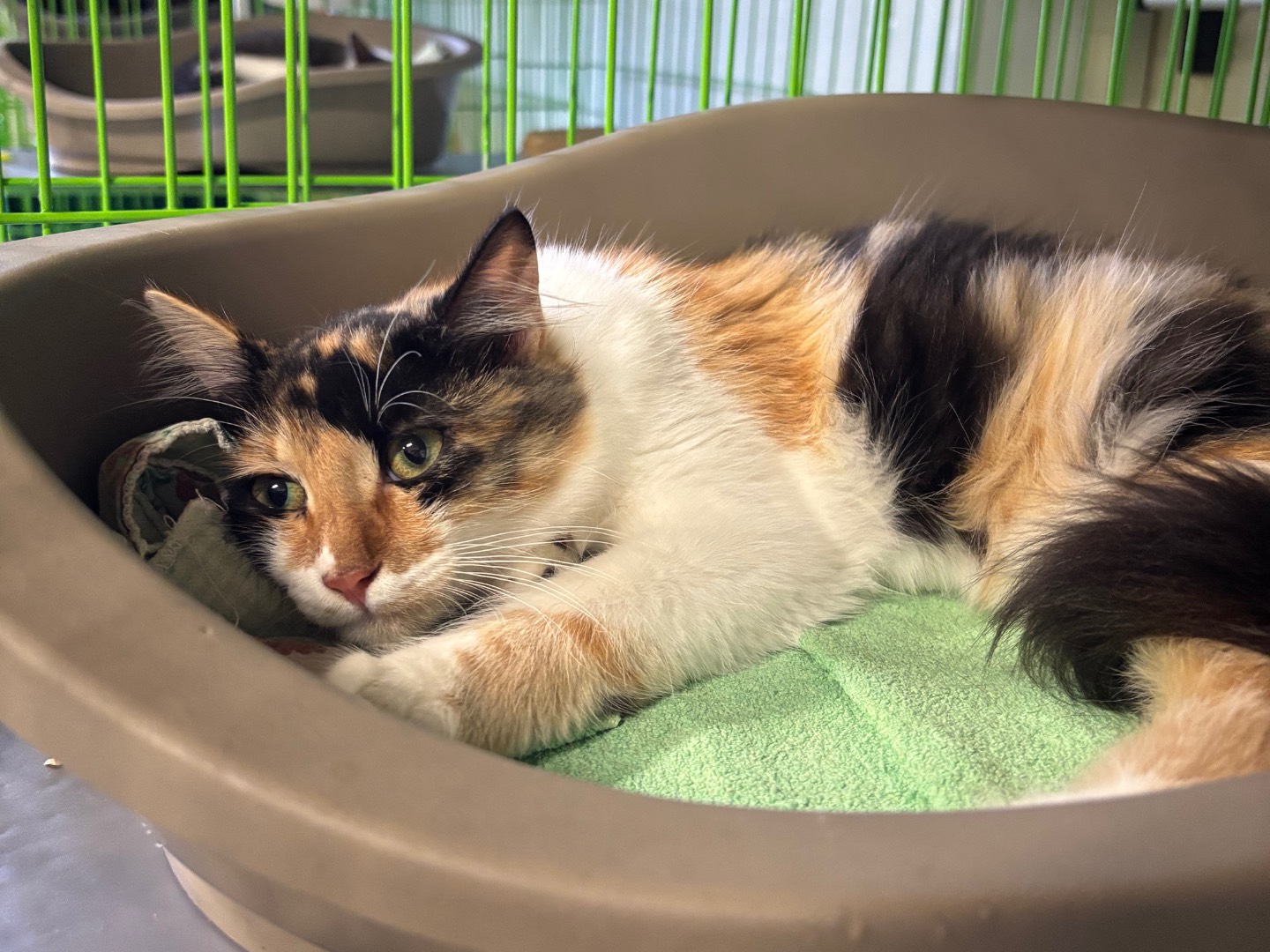 Adozione gatto, femmina, Razza sconosciuta Razza sconosciuta, 4 mesi, taglia non valida, Brescia