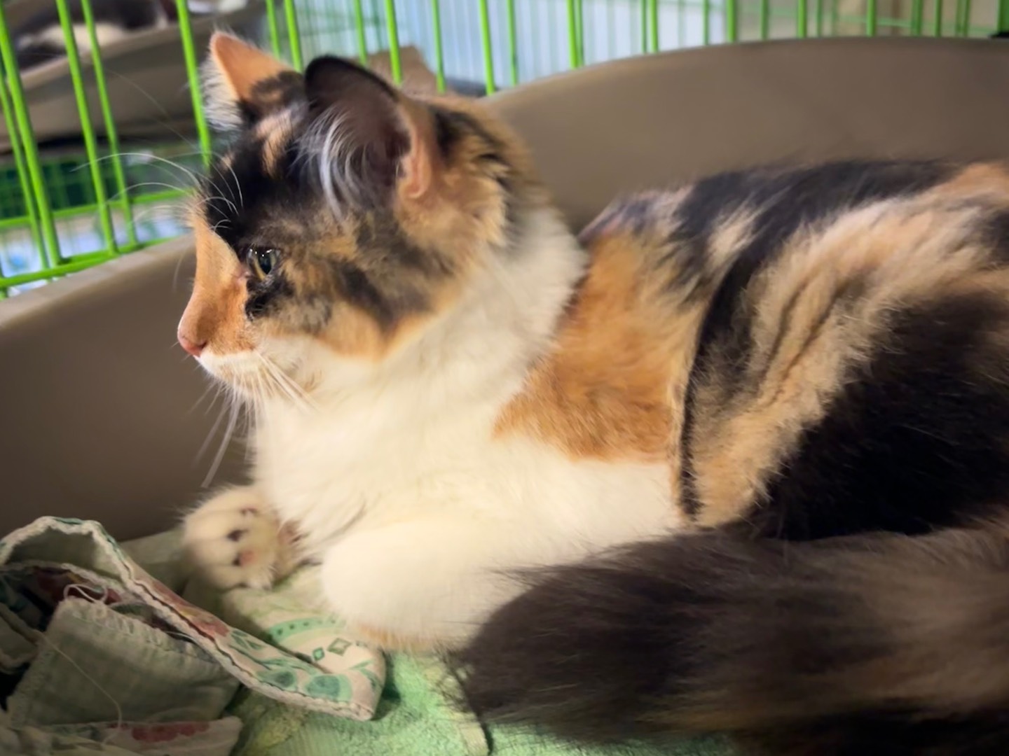 Adotta un gatto, femmina, 4 mesi, Brescia