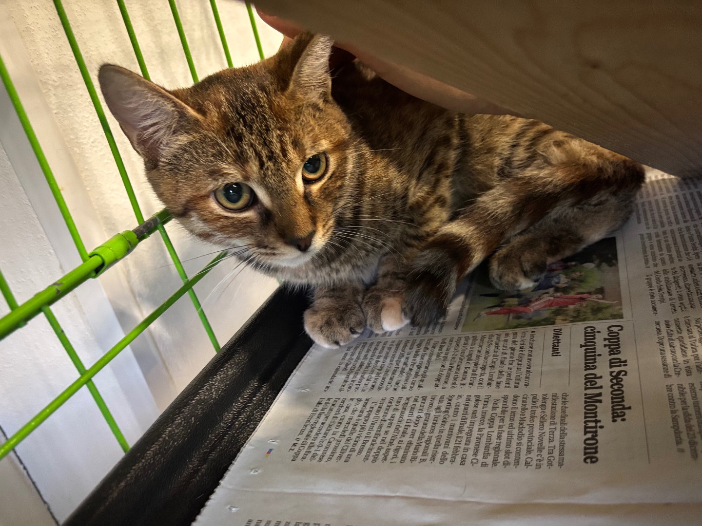 Adotta un gatto, femmina, 4 mesi, Brescia