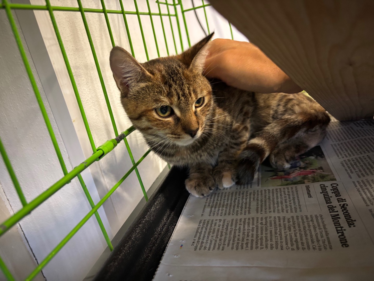 Adotta un gatto, taglia non valida, femmina, Brescia