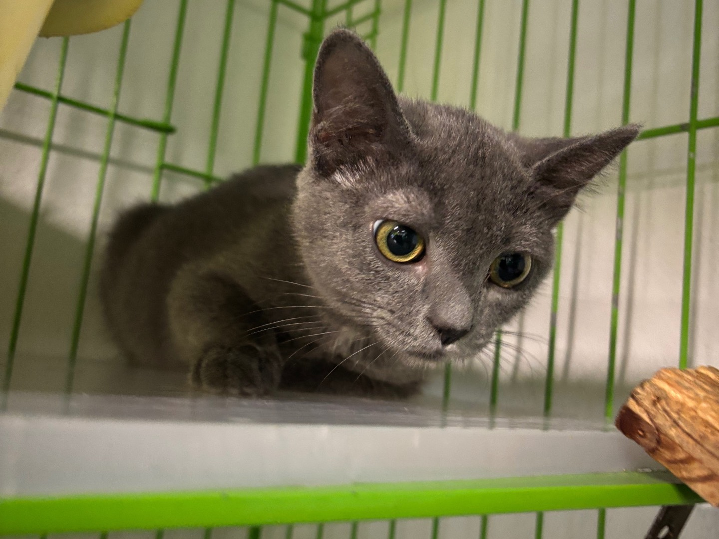 Adozione gatto, femmina, Razza sconosciuta Razza sconosciuta, 4 mesi, taglia non valida, Brescia