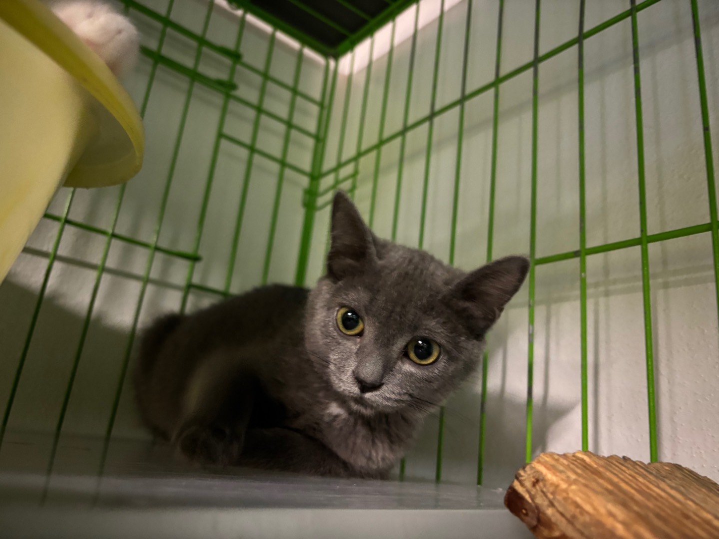 Adotta un gatto, femmina, 4 mesi, Brescia