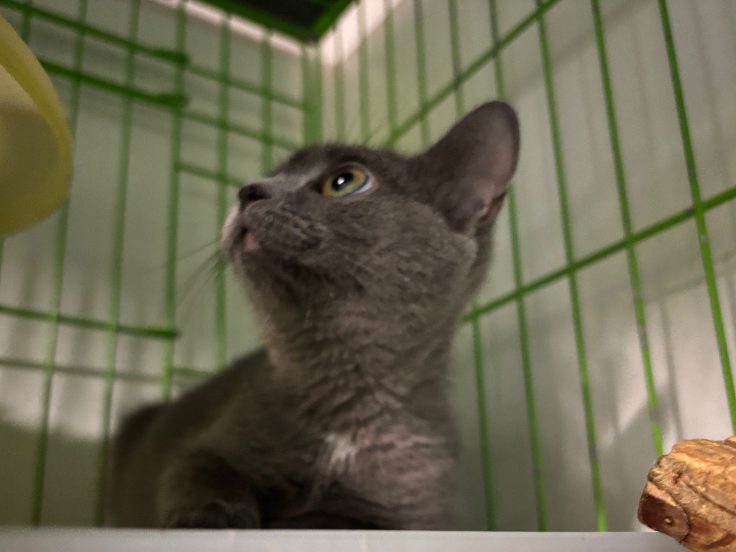 Adotta un gatto, taglia non valida, femmina, Brescia