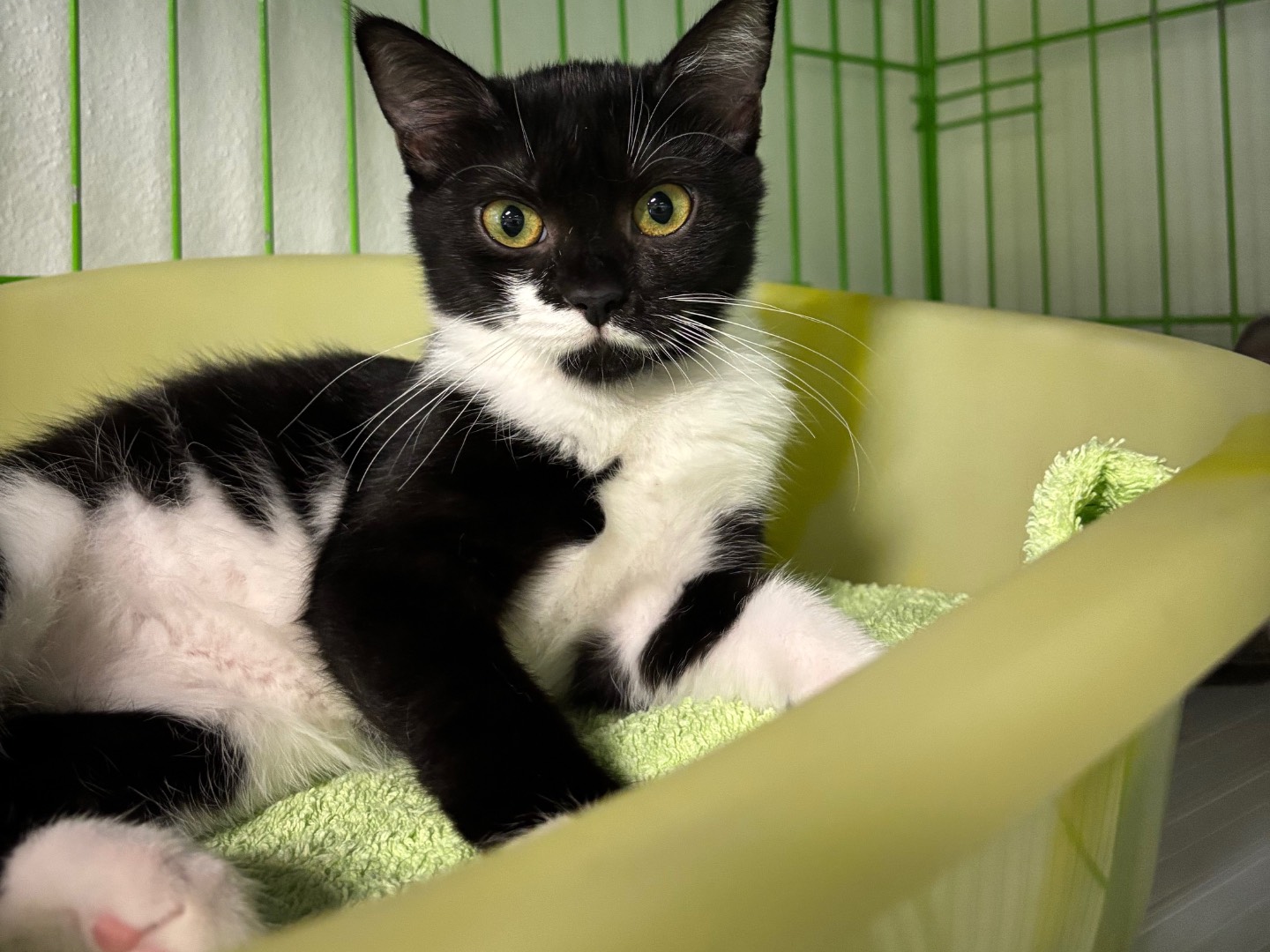 Adozione gatto, femmina, Razza sconosciuta Razza sconosciuta, 4 mesi, taglia non valida, Brescia