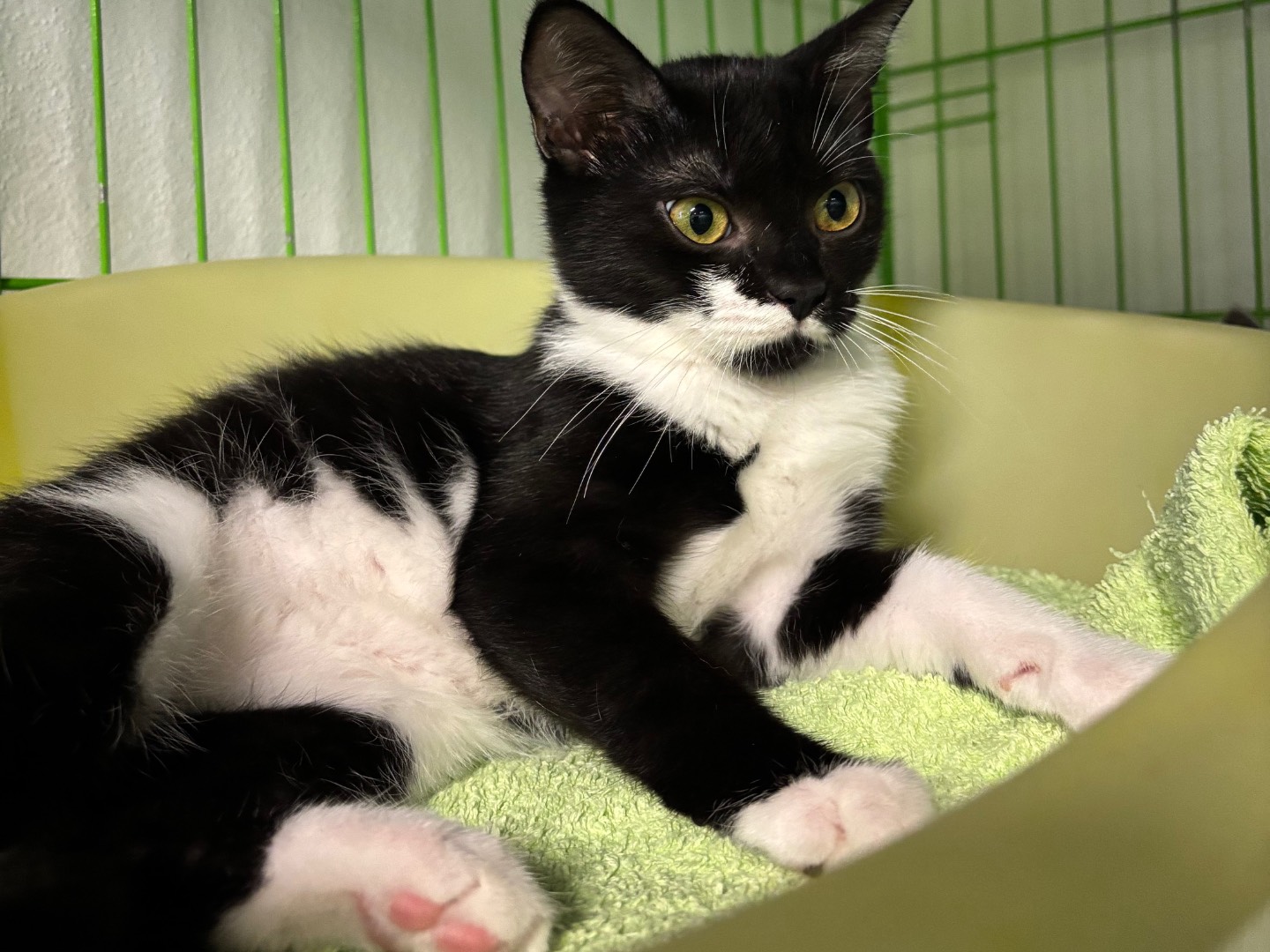 Adotta un gatto, femmina, 4 mesi, Brescia