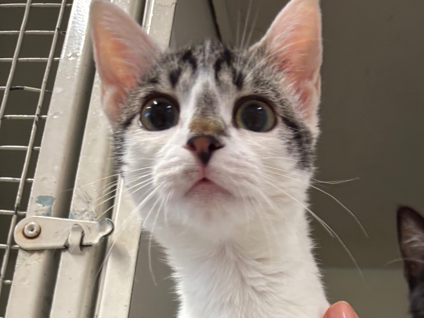 Adozione gatto, femmina, Razza sconosciuta Razza sconosciuta, 4 mesi, taglia non valida, Brescia
